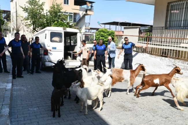 Söke’de Keçi Operasyonu